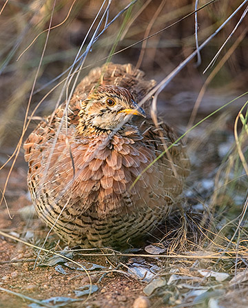 Coqui Francolin